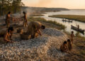 How Oysters Shaped the Chesapeake’s Past and Present