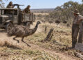 When Soldiers Were Sent to Fight Emus in Western Australia