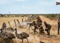 How Australia’s Great Emu War Unfolded in 1932